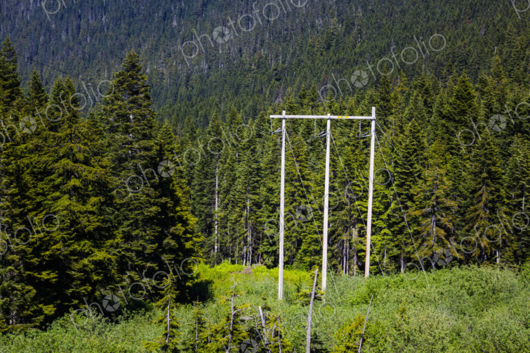 Electrical Lines running through the forest at Stevens Pass.