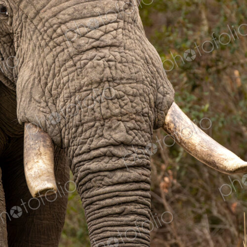 Elephant Bull, Loxodonta africana, close-up of elephant bull showcasing tusks. Elephant Bull, Loxodonta africana, close-up of elephant bull showcasing tusks.