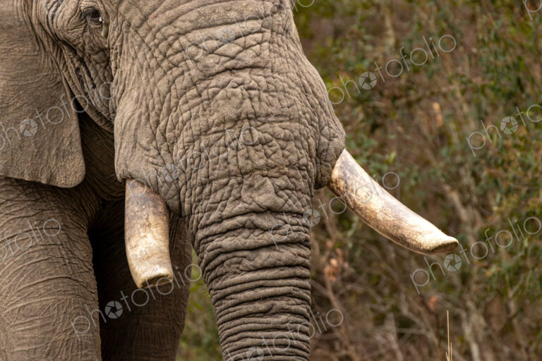 Elephant Bull, Loxodonta africana, close-up of elephant bull showcasing tusks.