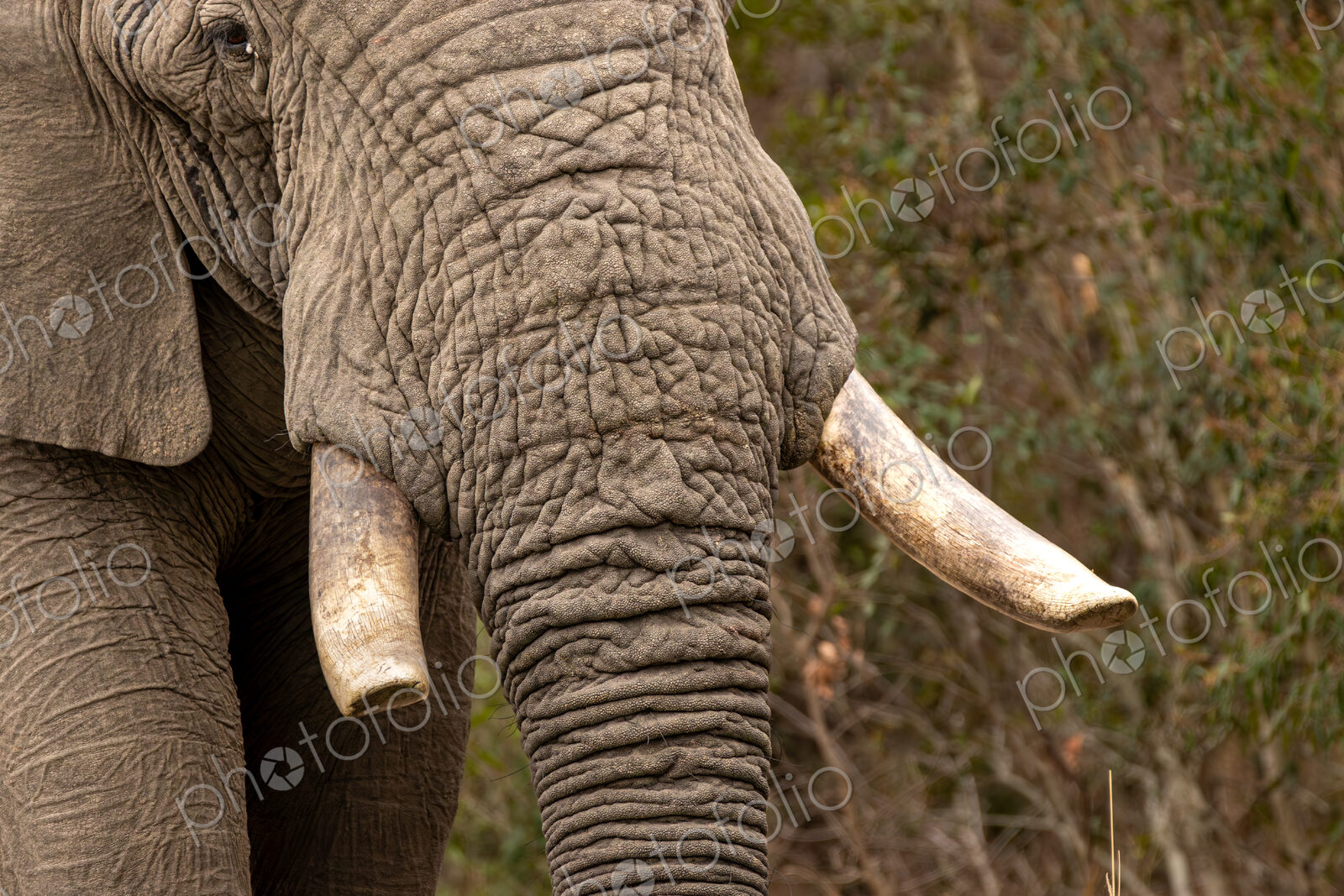 Elephant Bull, Loxodonta africana, close-up of elephant bull showcasing tusks.
