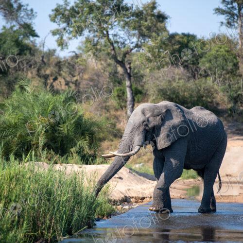 Elephant Bull, Loxodonta africana, drinking from a river. Elephant Bull, Loxodonta africana, drinking from a river.