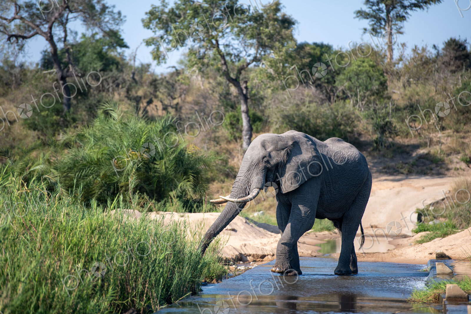 Elephant Bull, Loxodonta africana, drinking from a river.