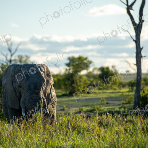 Elephant Bull grazing, Loxodonta africana, eye-level shot. Elephant Bull grazing, Loxodonta africana, eye-level shot.
