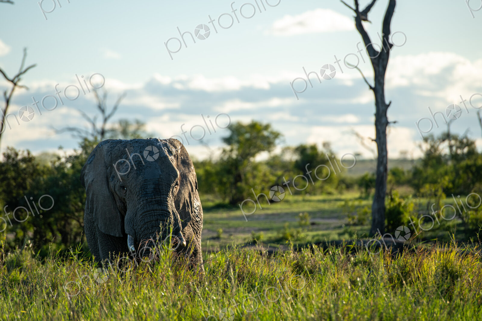 Elephant Bull grazing, Loxodonta africana, eye-level shot.