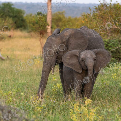 Elephant Calf, Loxodonta africana, standing beside its mother.
