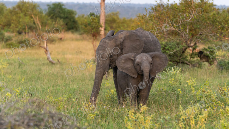 Elephant Calf, Loxodonta africana, standing beside its mother.