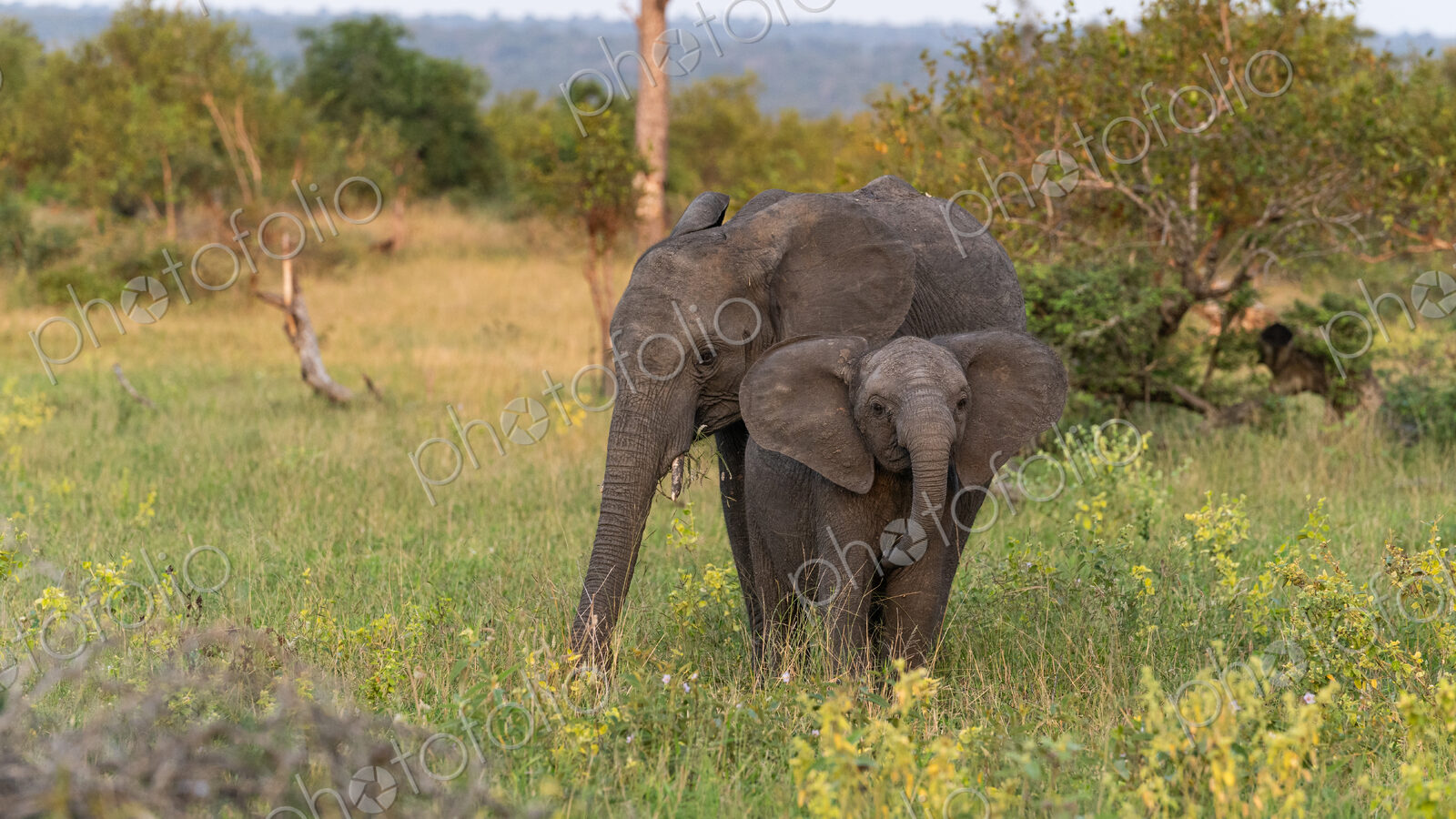 Elephant Calf, Loxodonta africana, standing beside its mother.