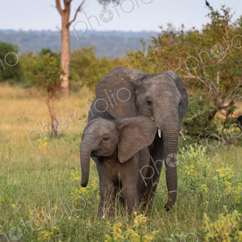 Elephant Calf, Loxodonta africana, standing beside its mother.