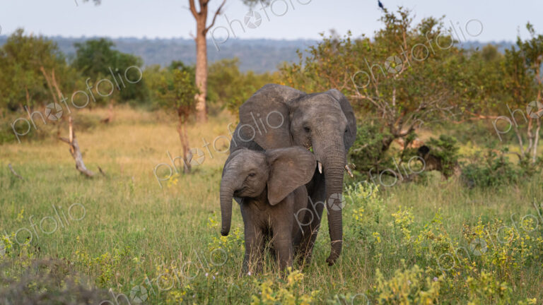 Elephant Calf, Loxodonta africana, standing beside its mother.