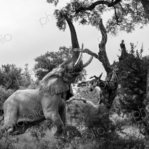 Elephant, Loxodonta africana, Adult. Black and white image of an elephant stretching…