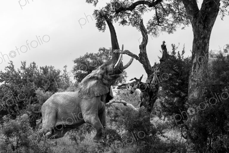 Elephant, Loxodonta africana, Adult. Black and white image of an elephant stretching…