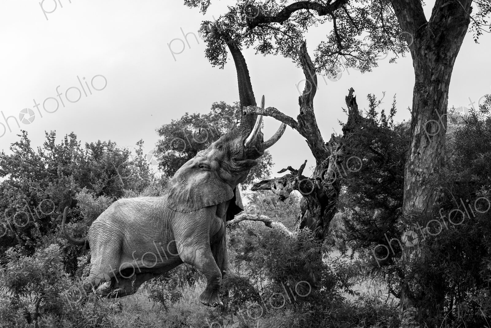 Elephant, Loxodonta africana, Adult. Black and white image of an elephant stretching…