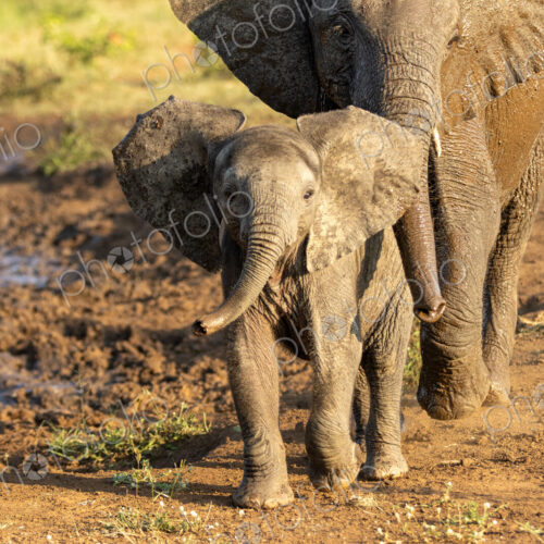 Elephant, Loxodonta africana, Calf & Cow. Calf standing close to its mother in warm,… Elephant, Loxodonta africana, Calf & Cow. Calf standing close to its mother in warm,…