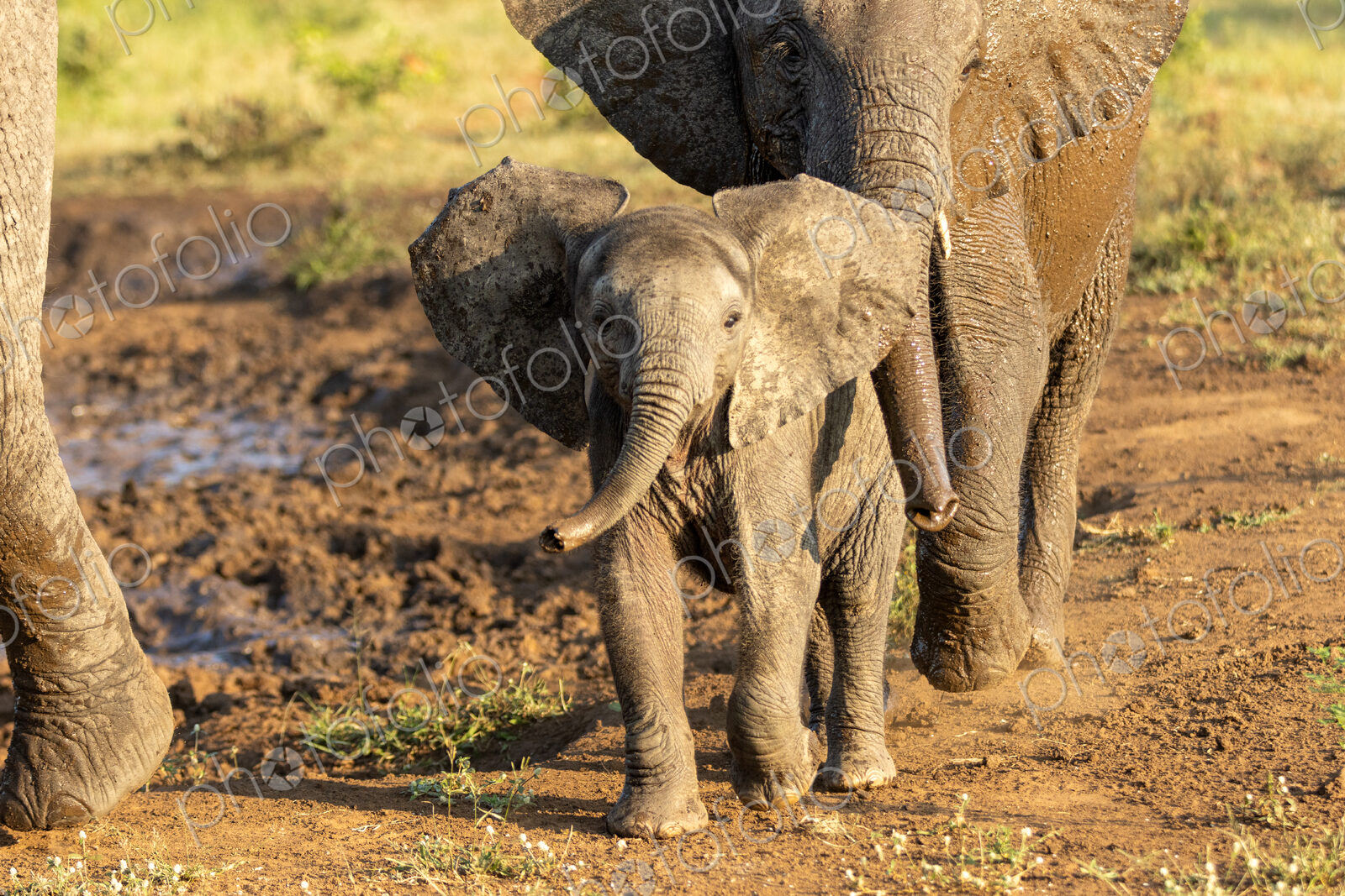 Elephant, Loxodonta africana, Calf & Cow. Calf standing close to its mother in warm,…