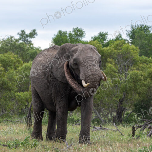 Elephant, Loxodonta africana, Cow. Large cow approaching through the savannah, with…