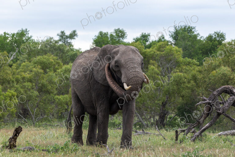 Elephant, Loxodonta africana, Cow. Large cow approaching through the savannah, with…