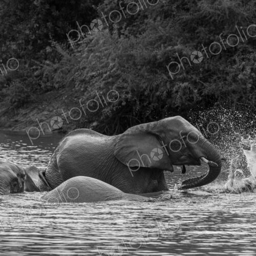 Elephant, Loxodonta africana, Group. Black and white image of elephants splashing and…