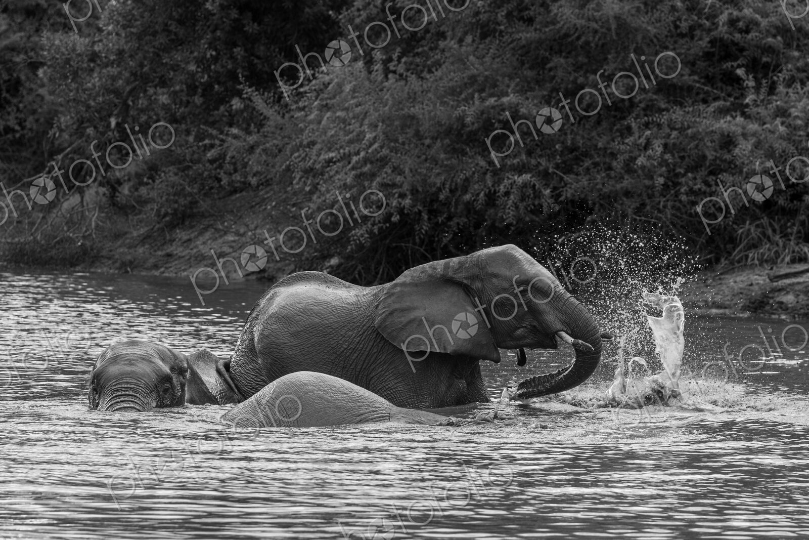 Elephant, Loxodonta africana, Group. Black and white image of elephants splashing and…