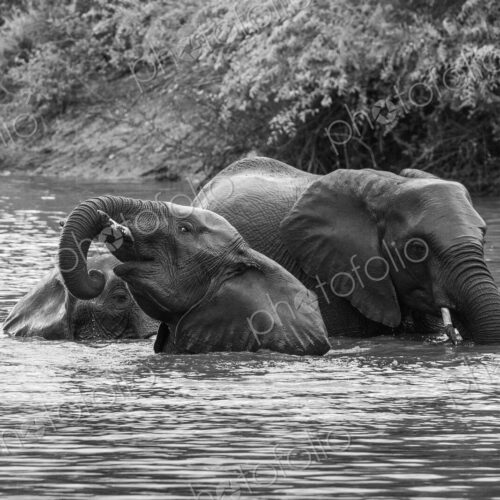 Elephant, Loxodonta africana, Group. Black and white image of three elephants… Elephant, Loxodonta africana, Group. Black and white image of three elephants…