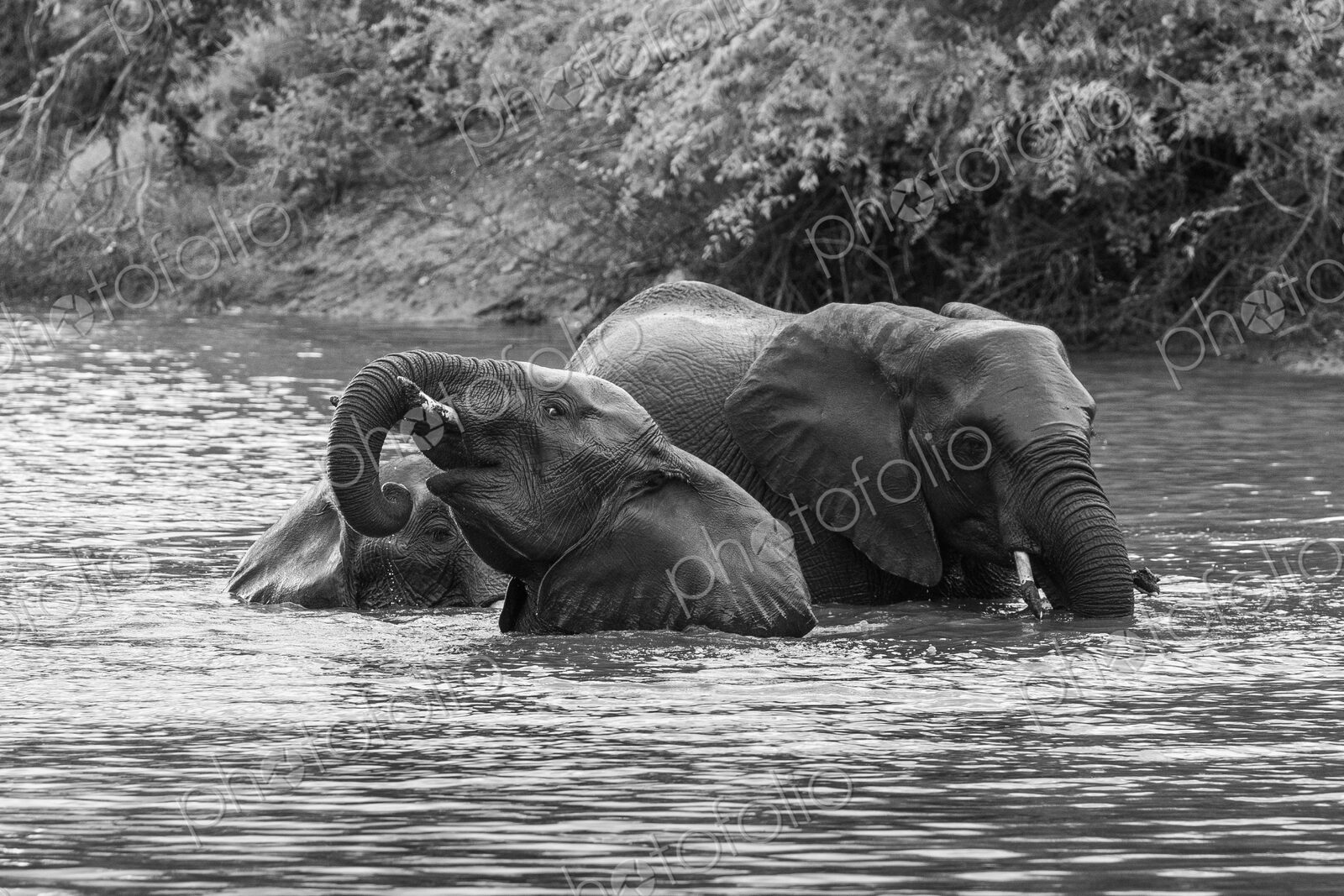 Elephant, Loxodonta africana, Group. Black and white image of three elephants…