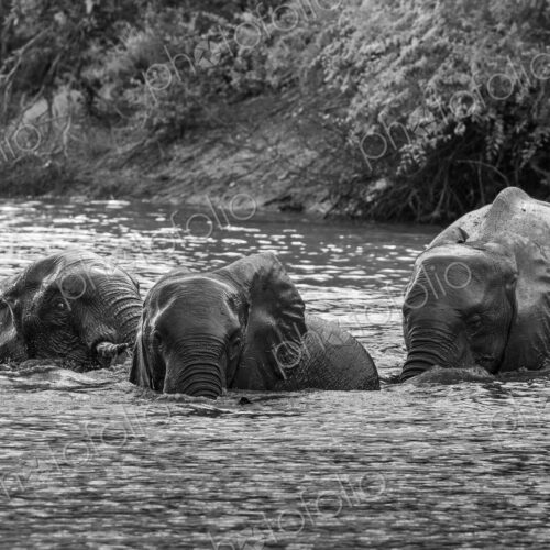 Elephant, Loxodonta africana, Group. Black and white shot of three elephants swimming…