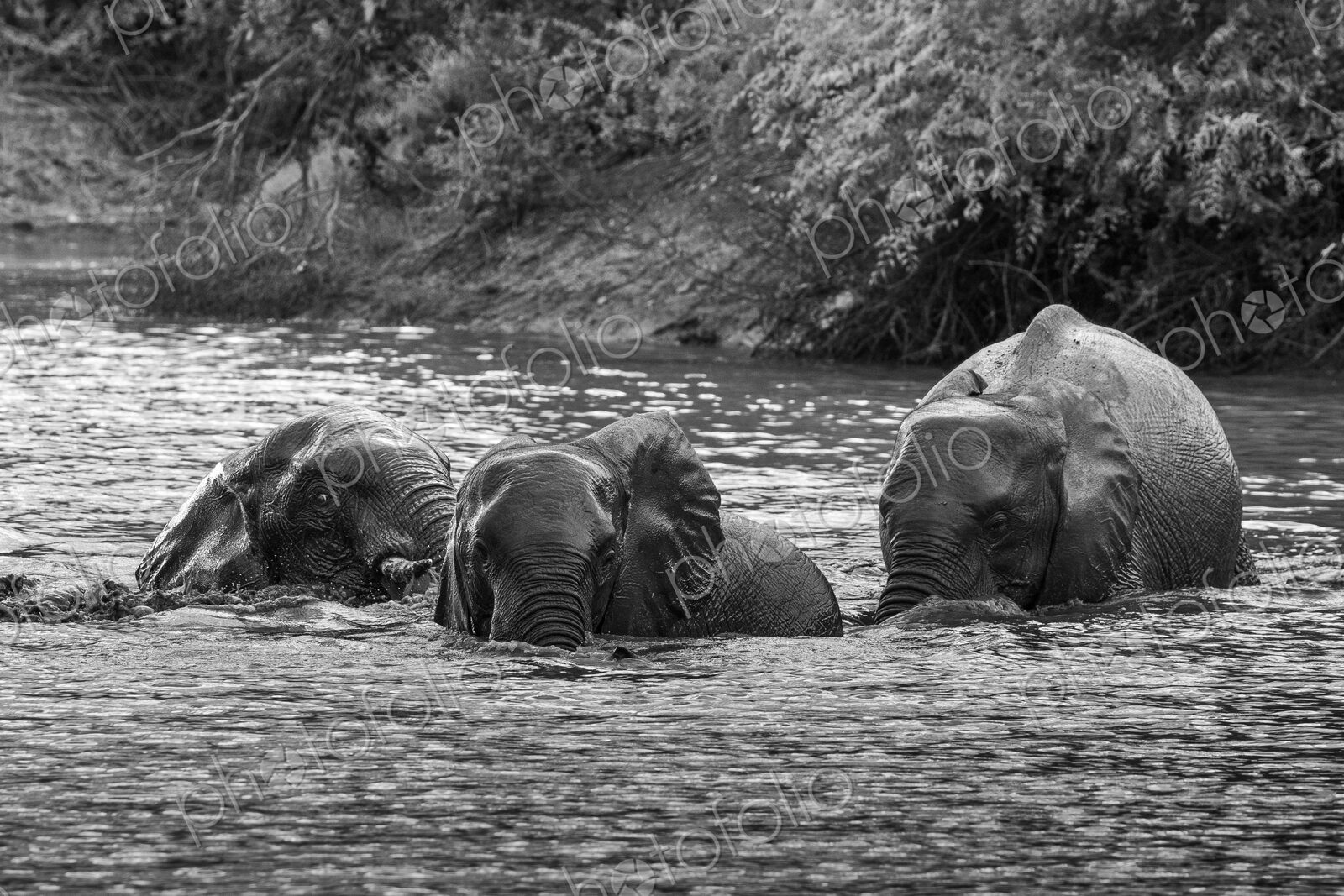 Elephant, Loxodonta africana, Group. Black and white shot of three elephants swimming…