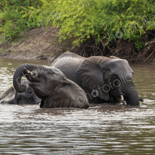 Elephant, Loxodonta africana, Group. Three elephants are partially submerged while…