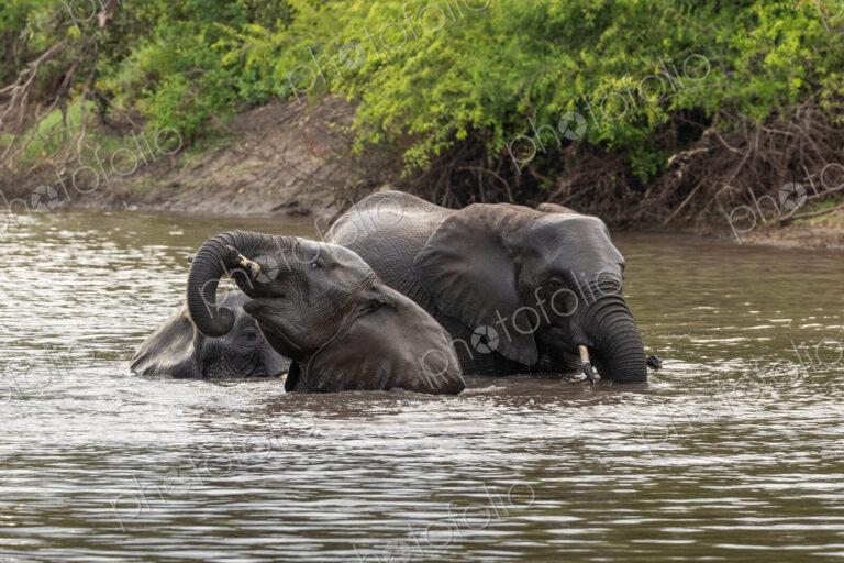 Elephant, Loxodonta africana, Group. Three elephants are partially submerged while…