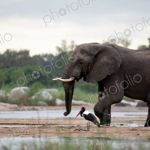 Elephant, Loxodonta africana, Male & Saddle-billed Stork. Large bull walking across a…