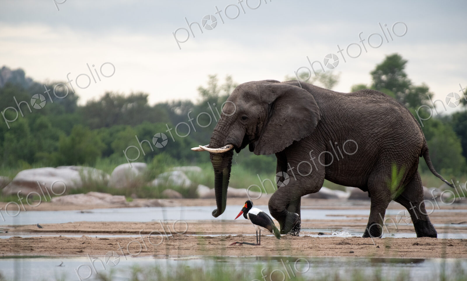 Elephant, Loxodonta africana, Male & Saddle-billed Stork. Large bull walking across a…