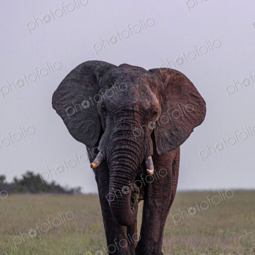 Elephant, Loxodonta africana, Male. Large bull elephant walking directly toward the… Elephant, Loxodonta africana, Male. Large bull elephant walking directly toward the…