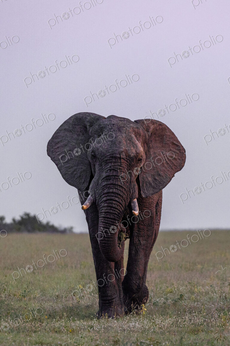 Elephant, Loxodonta africana, Male. Large bull elephant walking directly toward the…
