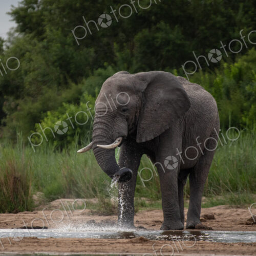 Elephant, Loxodonta africana, Male. Large bull standing in water, raising its trunk…