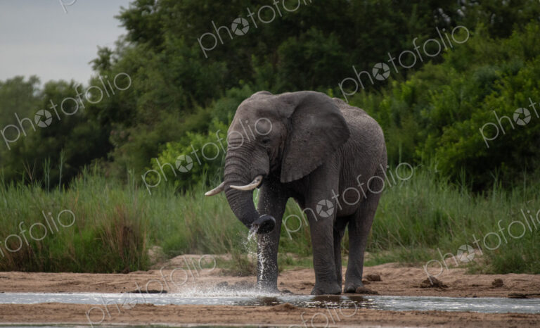 Elephant, Loxodonta africana, Male. Large bull standing in water, raising its trunk…