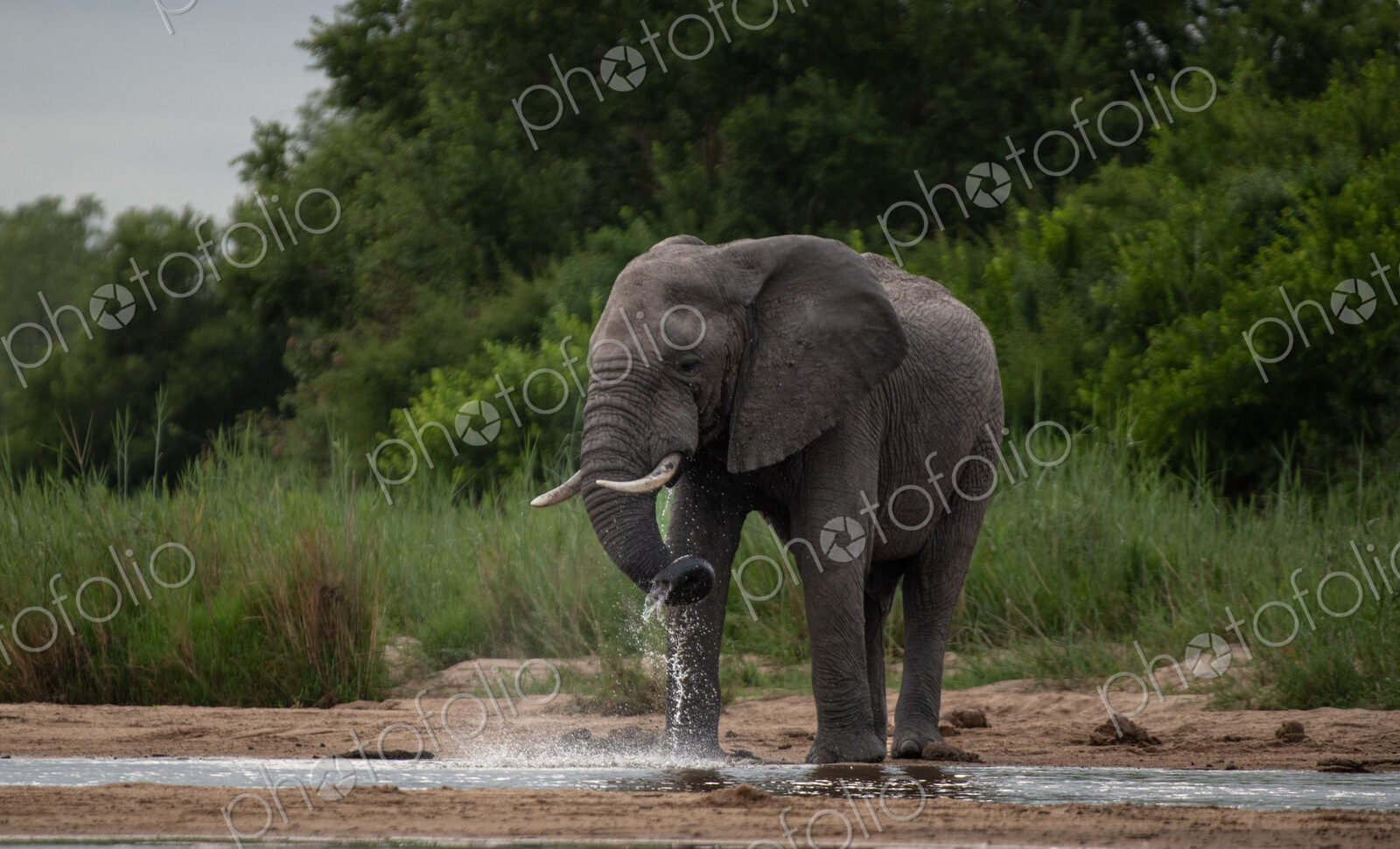 Elephant, Loxodonta africana, Male. Large bull standing in water, raising its trunk…
