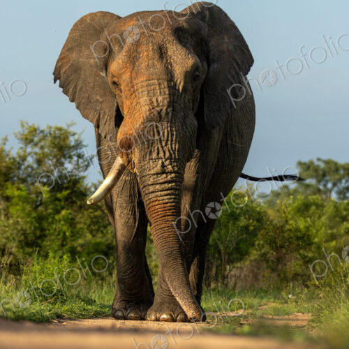 Elephant, Loxodonta africana, Male. Large bull walking directly toward the camera at… Elephant, Loxodonta africana, Male. Large bull walking directly toward the camera at…