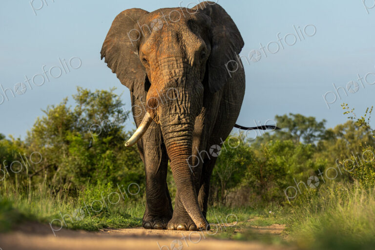 Elephant, Loxodonta africana, Male. Large bull walking directly toward the camera at…