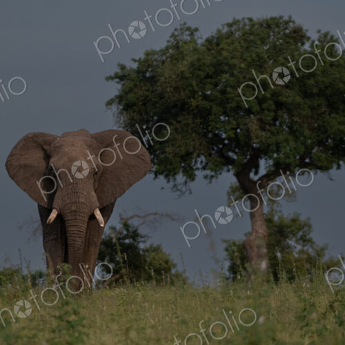 Elephant, Loxodonta africana, Male. Large bull walking towards the camera in long… Elephant, Loxodonta africana, Male. Large bull walking towards the camera in long…