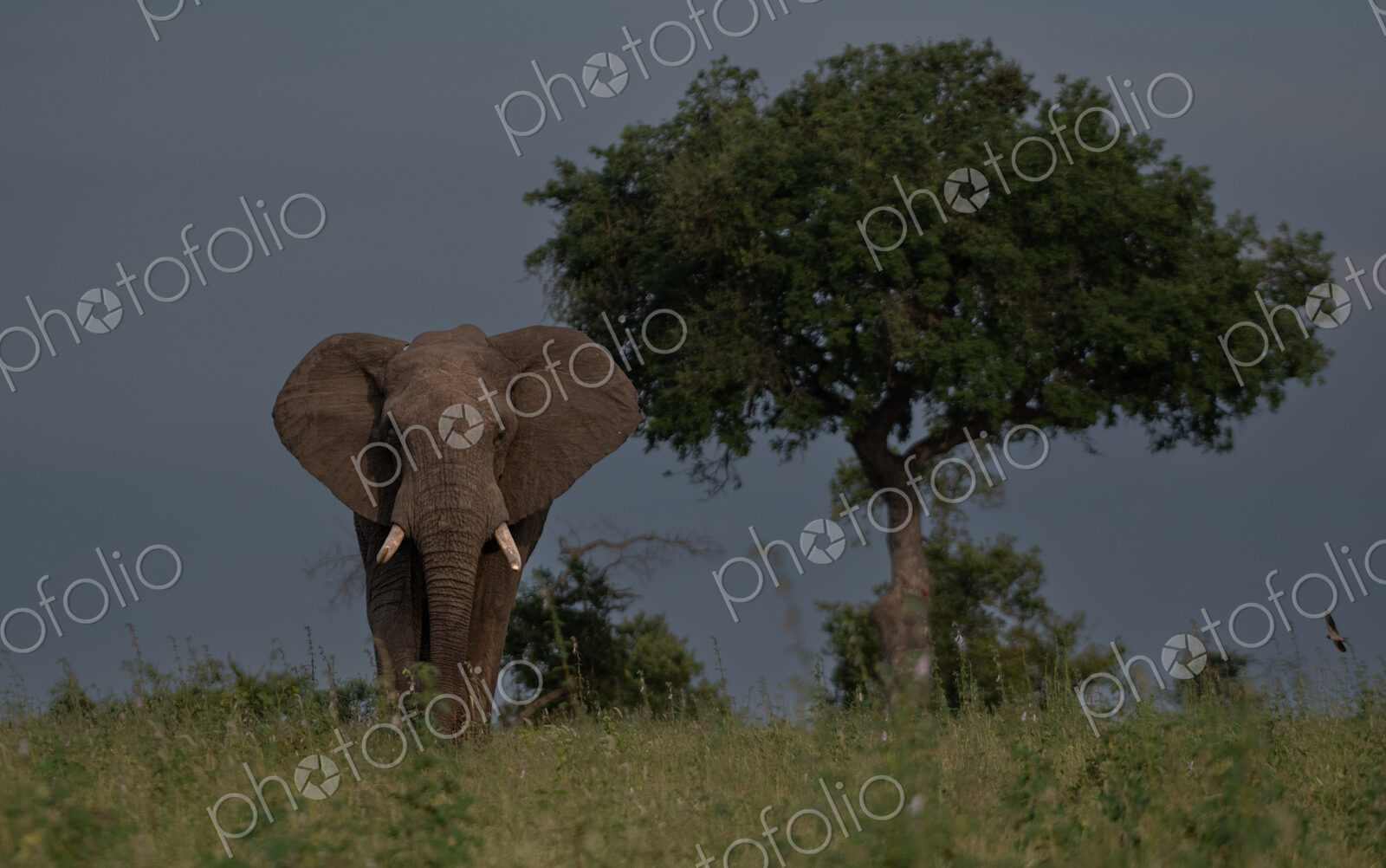 Elephant, Loxodonta africana, Male. Large bull walking towards the camera in long…
