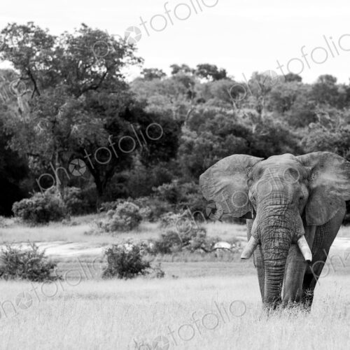 Elephant, Loxodonta africana, a black and white image of a bull walking.