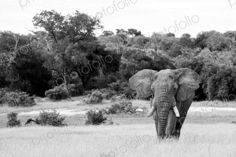 Elephant, Loxodonta africana, a black and white image of a bull walking.