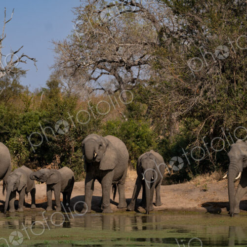 Elephant, Loxodonta africana, a herd of elephants drinking. Elephant, Loxodonta africana, a herd of elephants drinking.