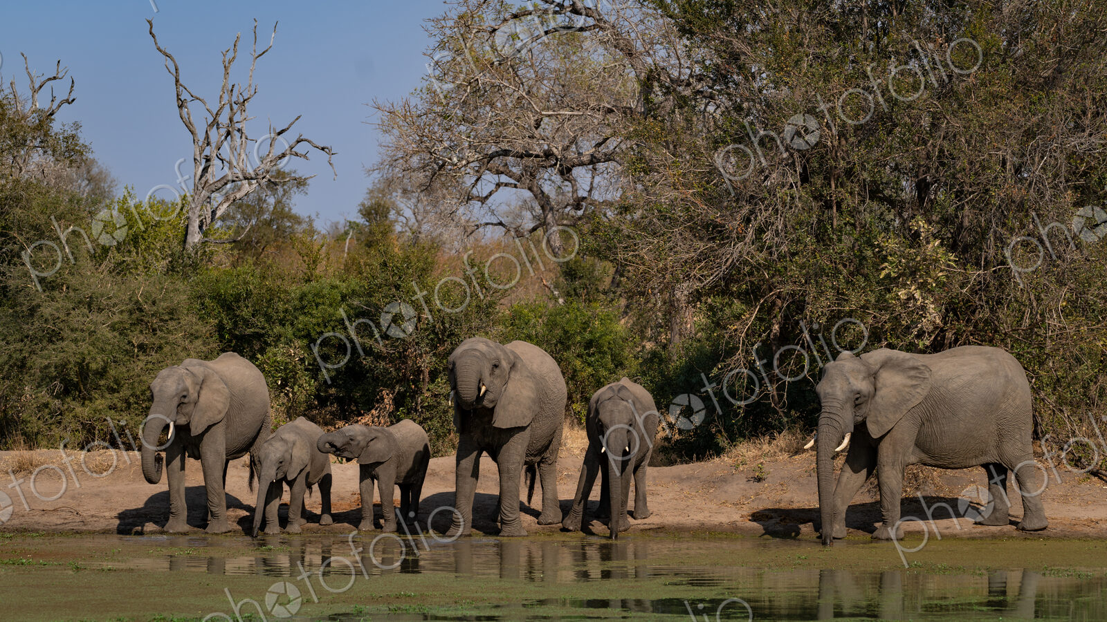 Elephant, Loxodonta africana, a herd of elephants drinking.