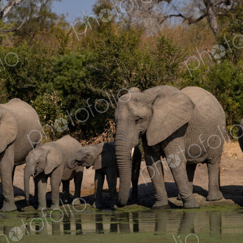 Elephant, Loxodonta africana, a herd of elephants drinking. Elephant, Loxodonta africana, a herd of elephants drinking.