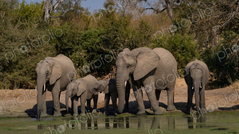 Elephant, Loxodonta africana, a herd of elephants drinking.
