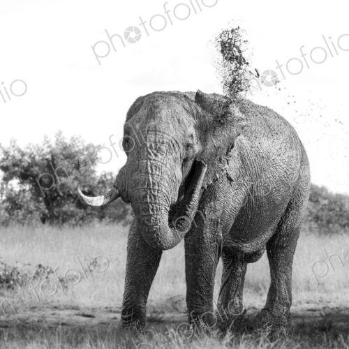 Elephant, Loxodonta africana, bull spraying mud, in black and white. Elephant, Loxodonta africana, bull spraying mud, in black and white.