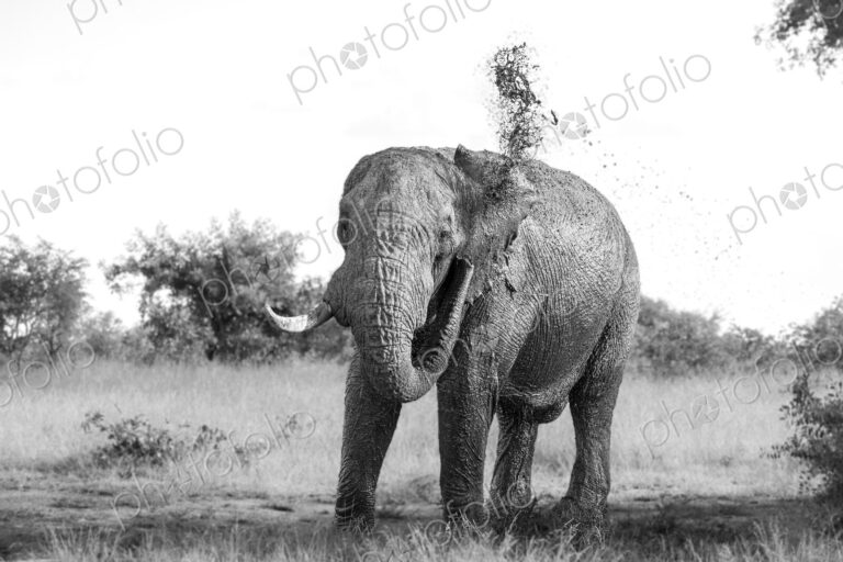 Elephant, Loxodonta africana, bull spraying mud, in black and white.