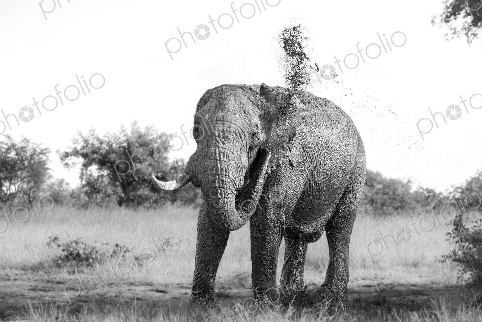 Elephant, Loxodonta africana, bull spraying mud, in black and white.