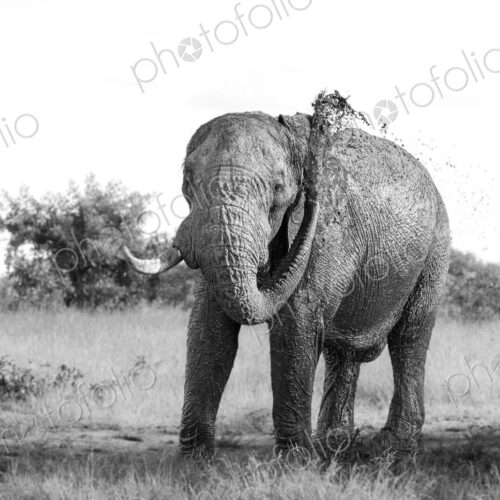 Elephant, Loxodonta africana, bull spraying mud, in black and white. Elephant, Loxodonta africana, bull spraying mud, in black and white.