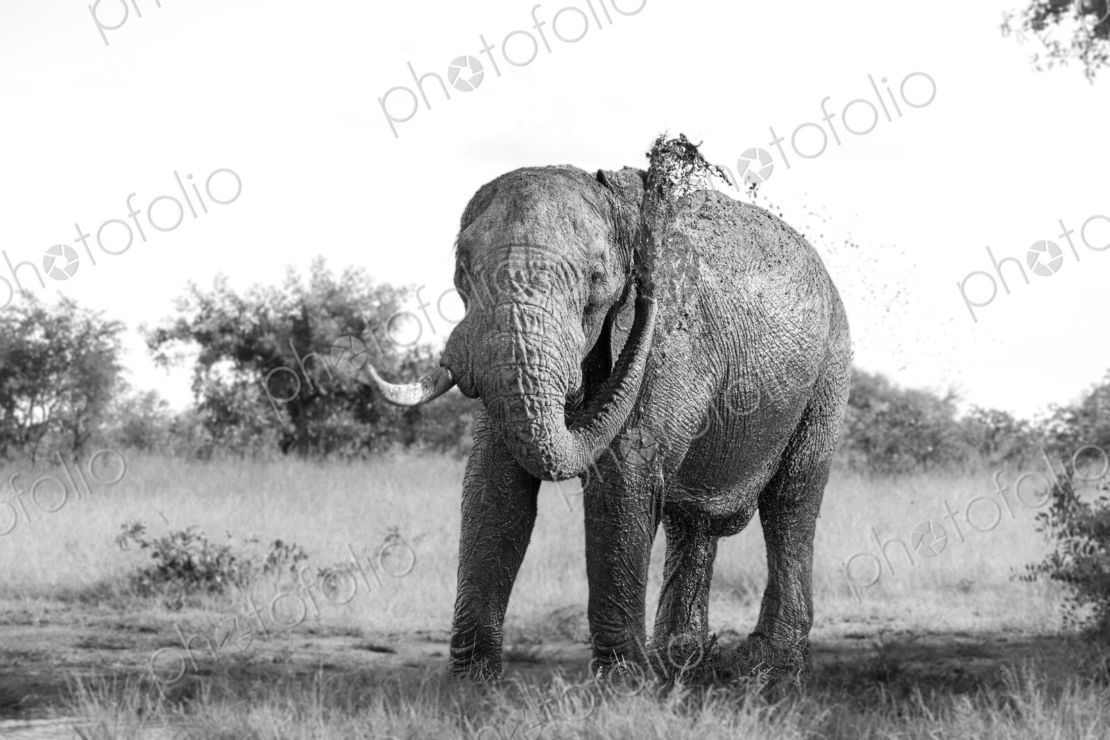 Elephant, Loxodonta africana, bull spraying mud, in black and white.